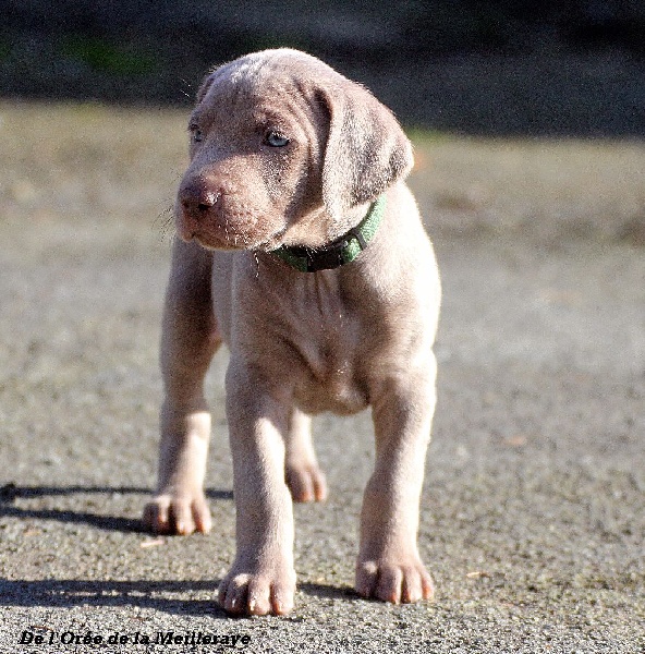 De L'Orée De La Meilleraye - Chiots disponibles - Braque de Weimar